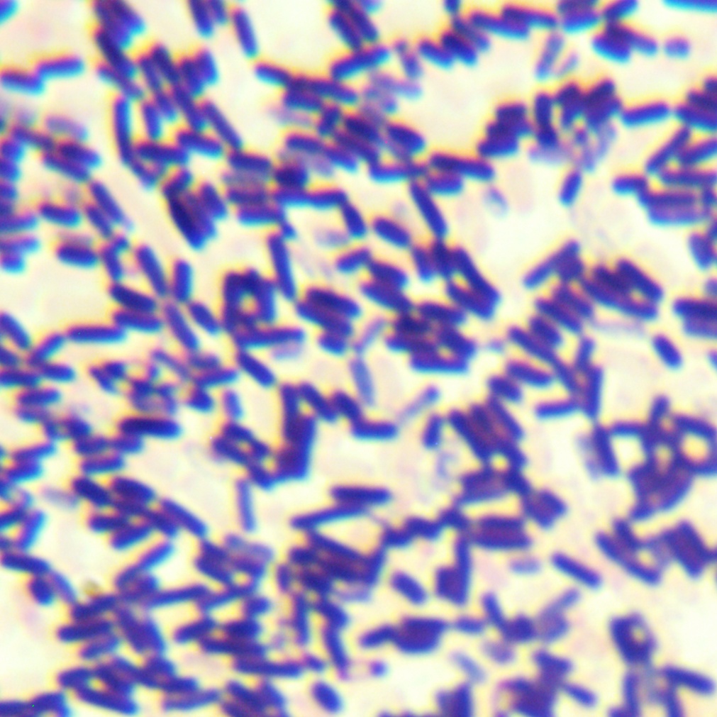 BS168 Bacillus subtilis-BNCC