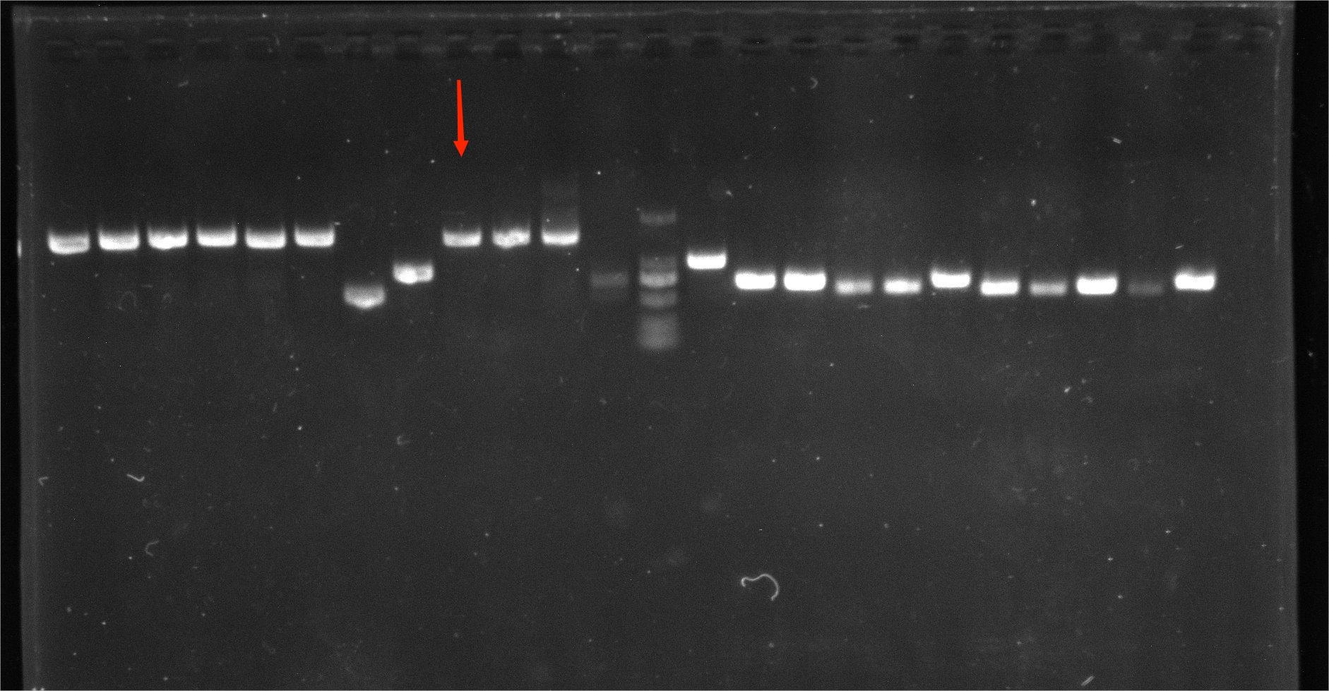 Bacteroides fragilis nucleic acid reference (Heat-inactivated) (Strongly positive)-BNCC