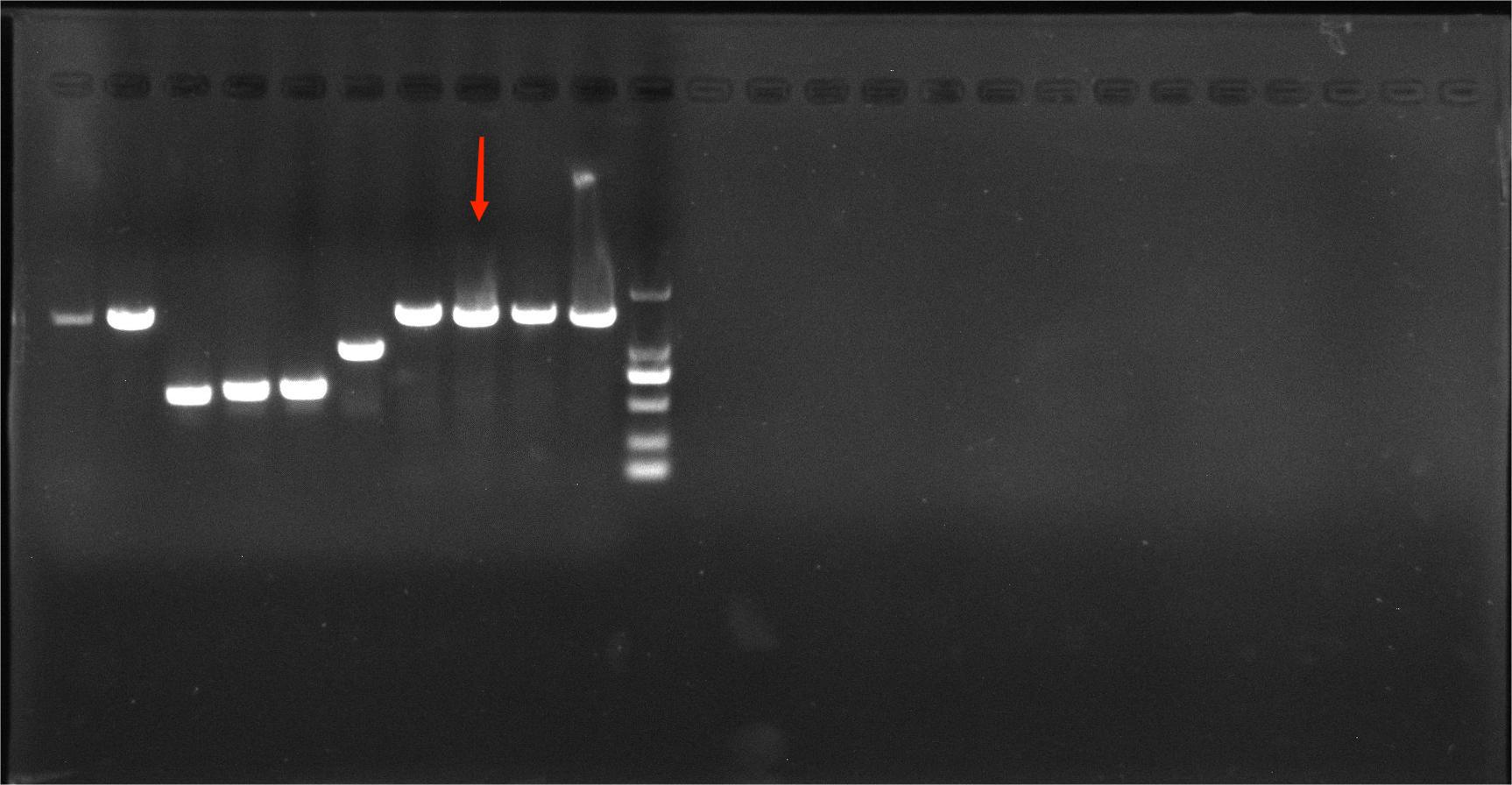 Prevotella Nucleic Acid Reference Material (Thermally Inactivated) (Strongly Positive)-BNCC