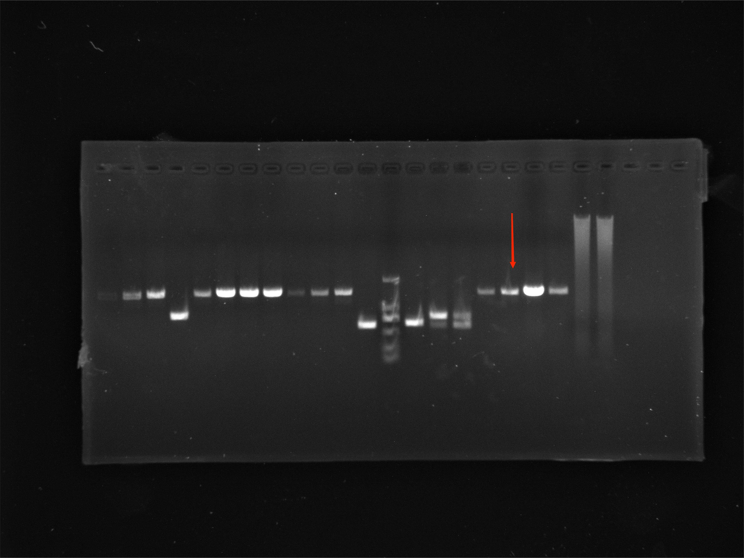 Streptomyces lividans nucleic acid reference (Heat-inactivated) (Strongly positive)-BNCC
