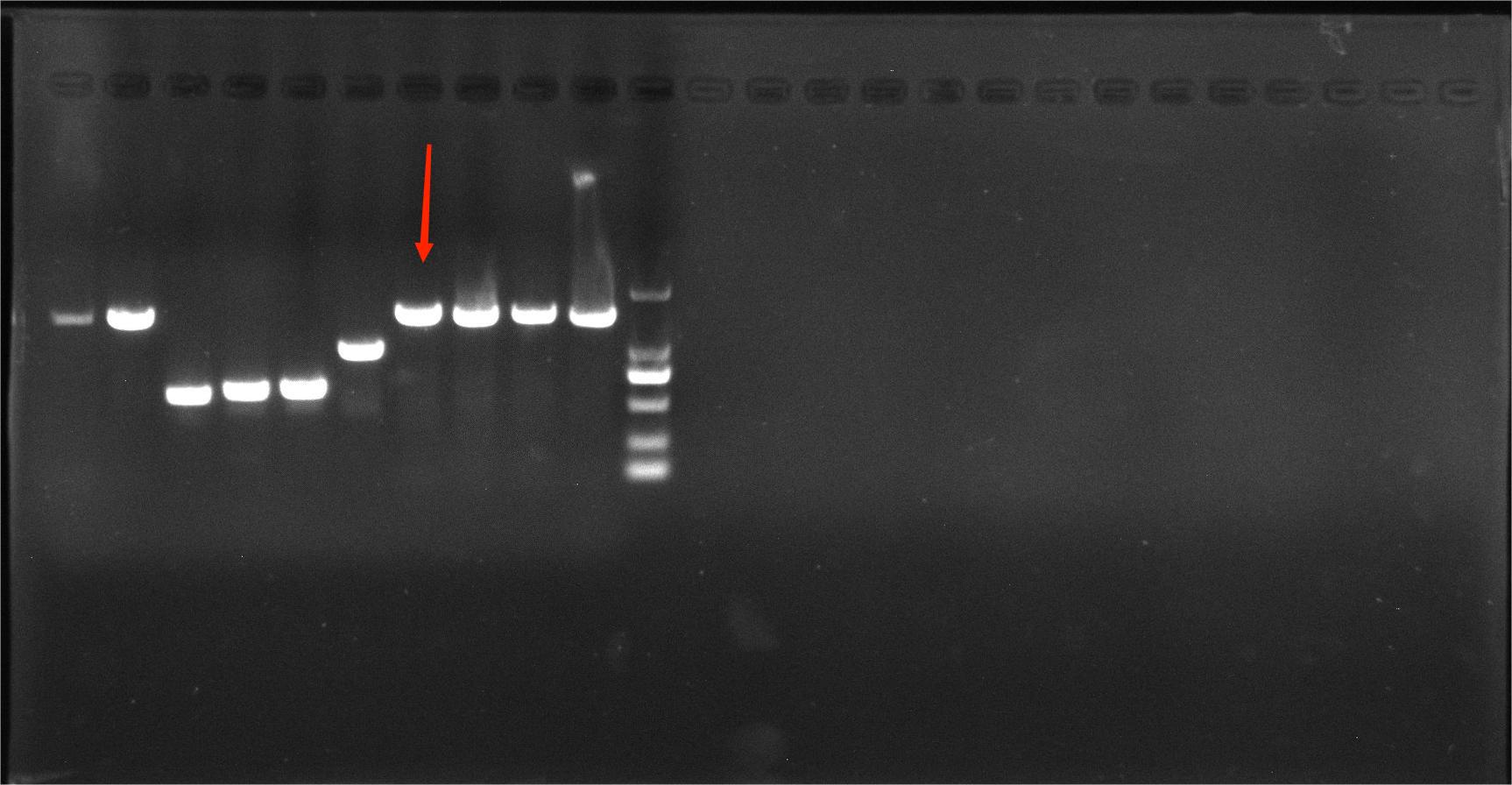 Lactobacillus iners Nucleic Acid Reference Material (Thermally Inactivated) (Strong Positive)-BNCC