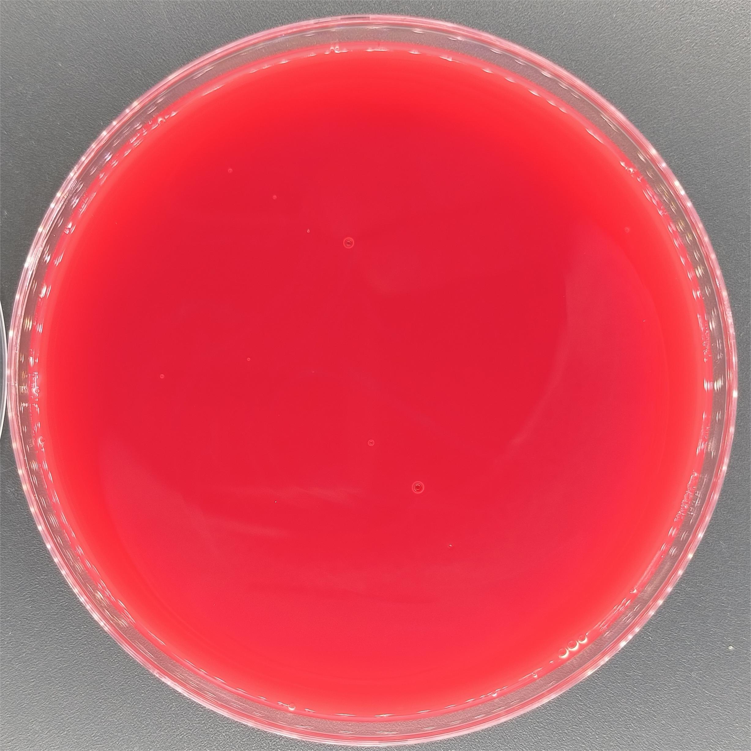 Prevotella Nucleic Acid Reference Material (Thermally Inactivated) (Strong Positive)-BNCC