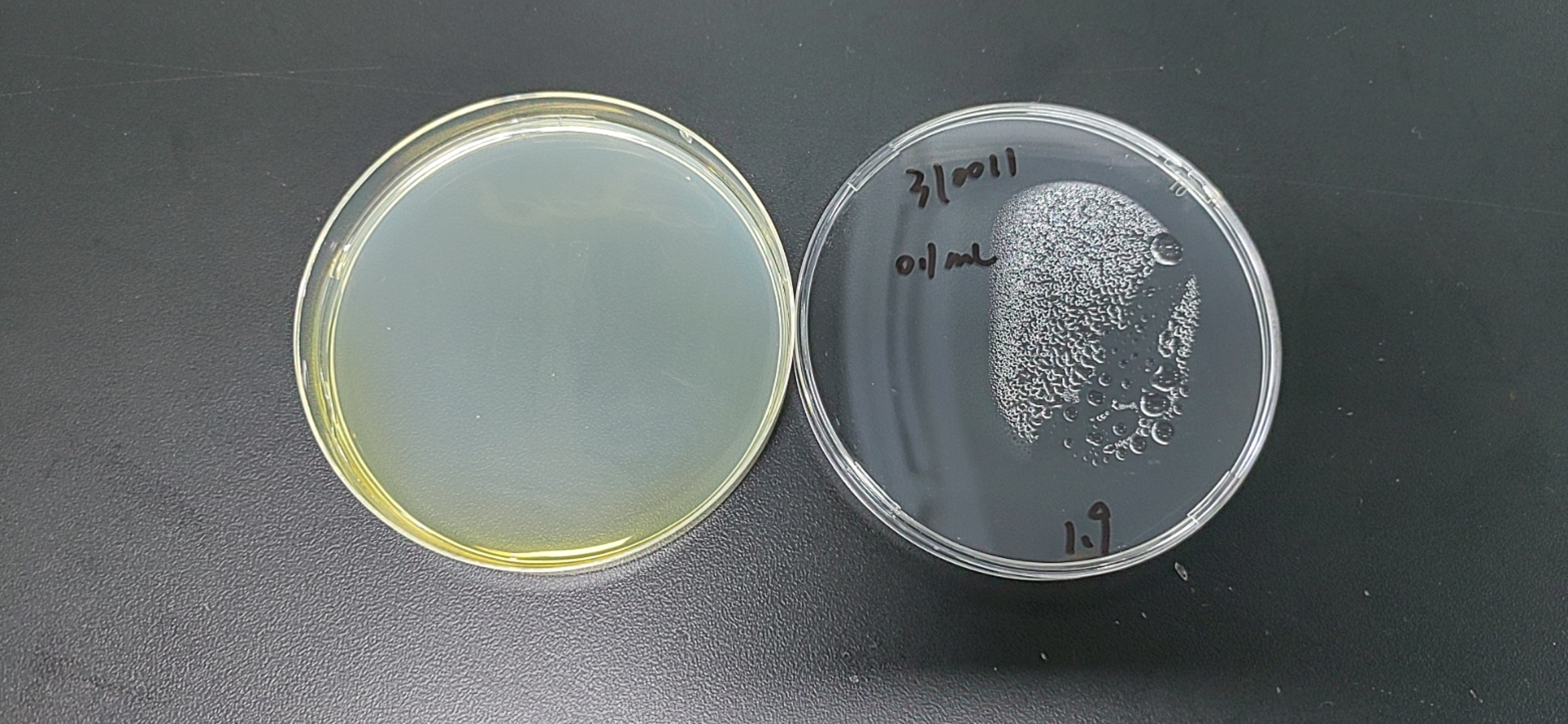 Staphylococcus aureus Nucleic Acid Reference Material (Thermally Inactivated) (Strongly Positive)-BNCC