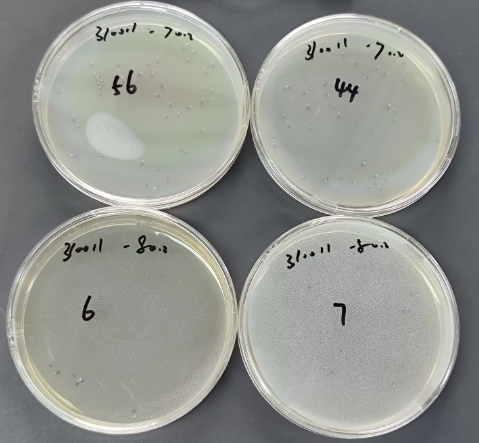 Staphylococcus aureus Nucleic Acid Reference Material (Thermally Inactivated) (Strongly Positive)-BNCC