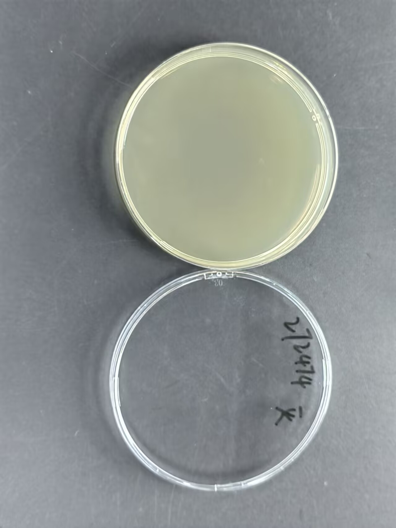 Pseudomonas aeruginosa Reference Material (Chemical inactivation) (Strong Positive)-BNCC