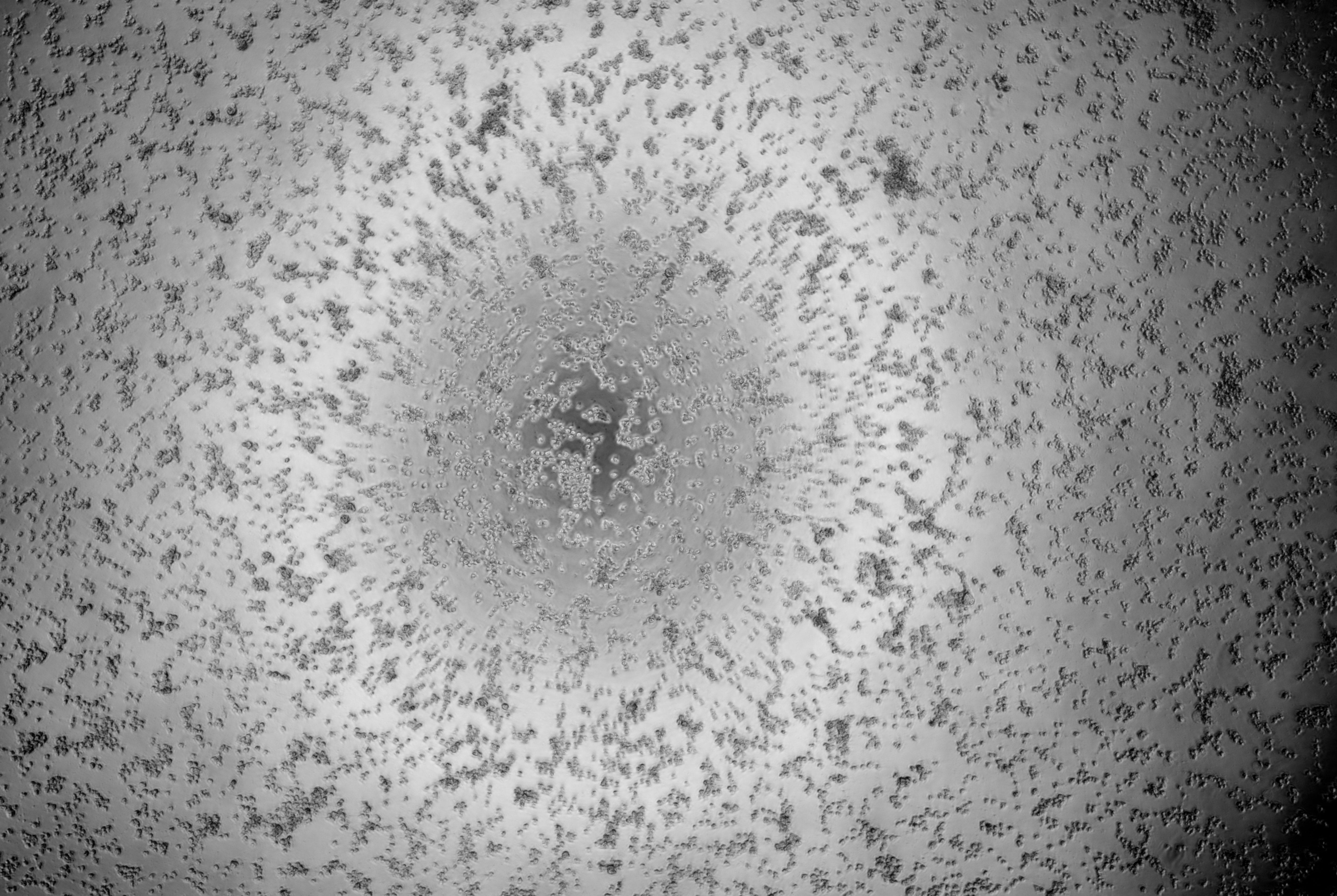 Rhinovirus 3-BNCC