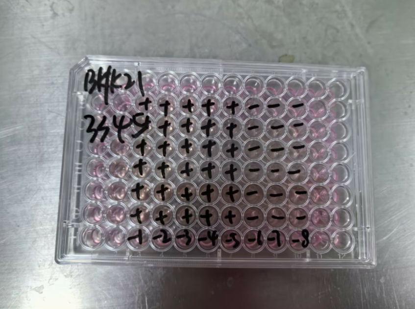 Ross River virus-BNCC