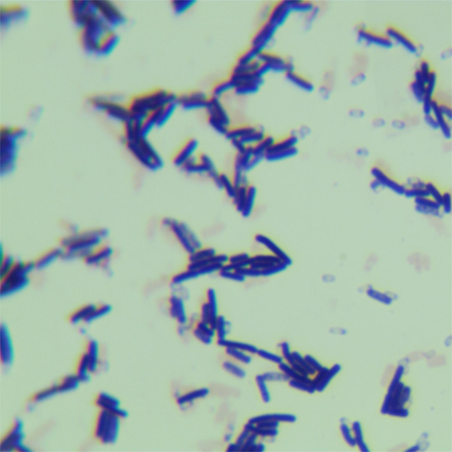 Bacillus genus-BNCC