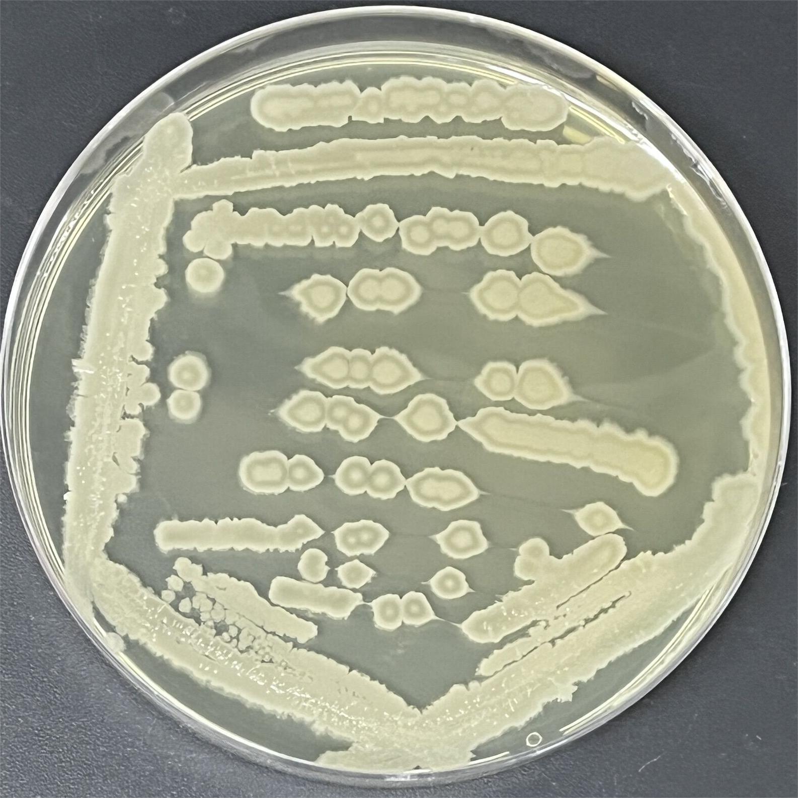 Bacillus genus-BNCC
