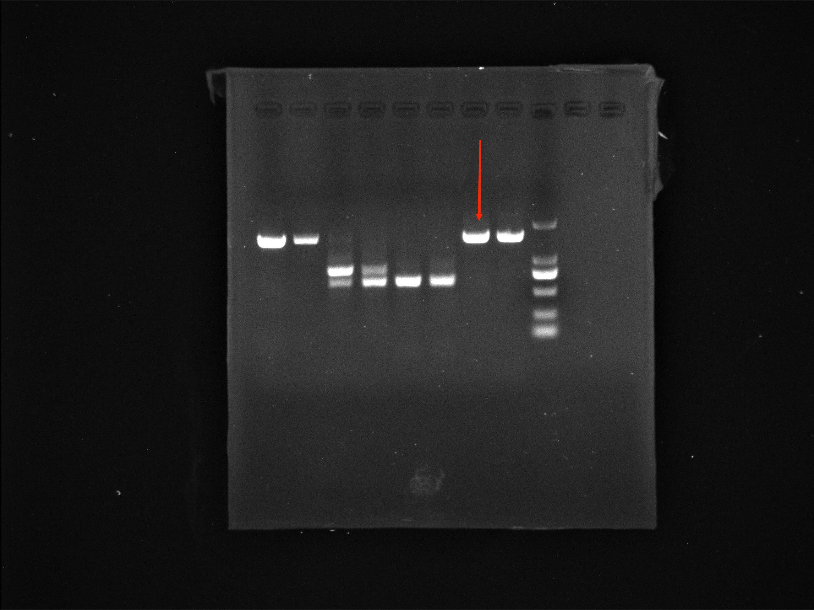 Intermediate Prevotella nucleic acid reference sample (Heat-inactivated) (strongly positive)-BNCC