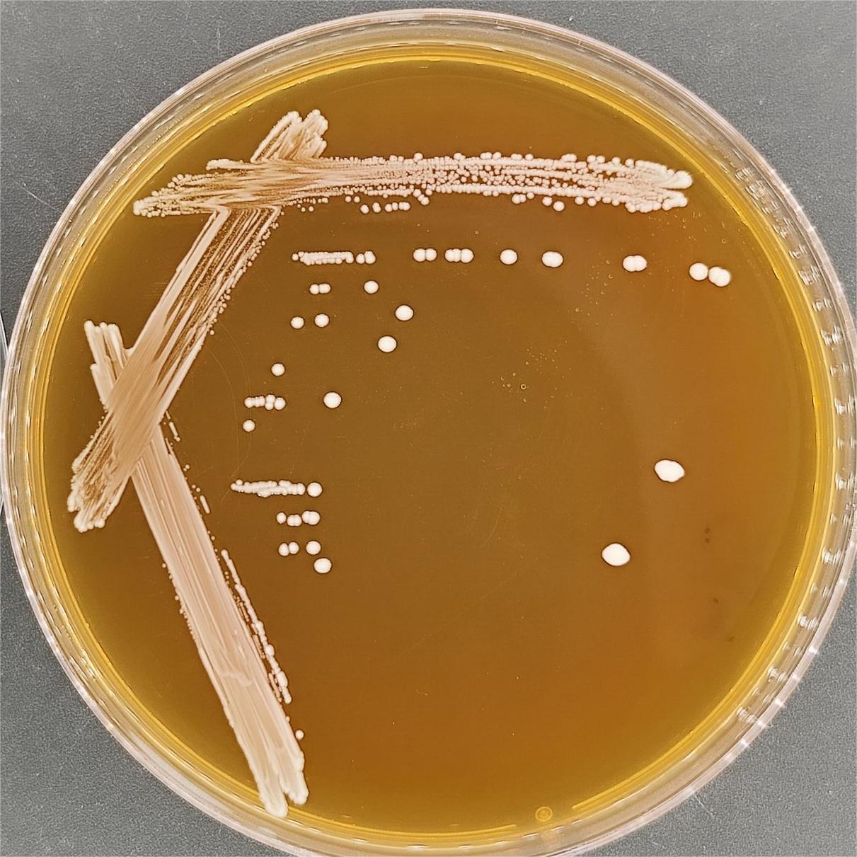 Lactococcus lactis-BNCC