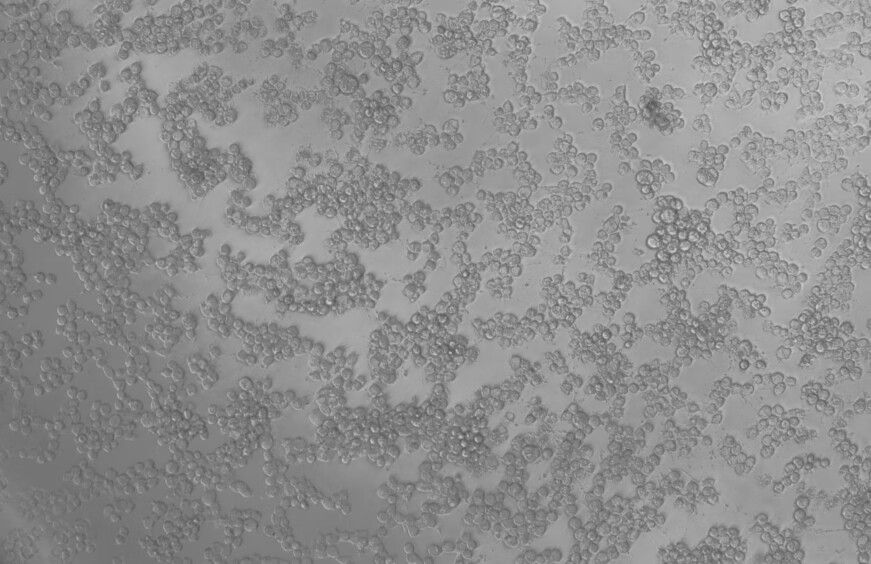 Human Herpesvirus 2-BNCC