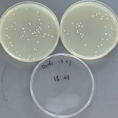 Quantitative strain of Staphylococcus aureus-BNCC