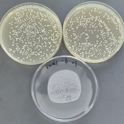 Quantitative strain of Staphylococcus aureus-BNCC