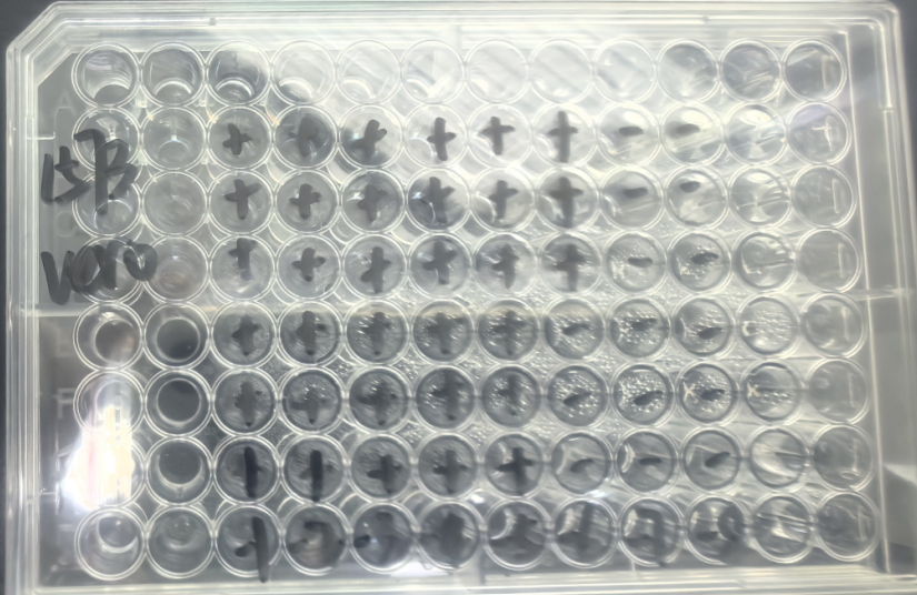 Canine Parainfluenza Virus-BNCC