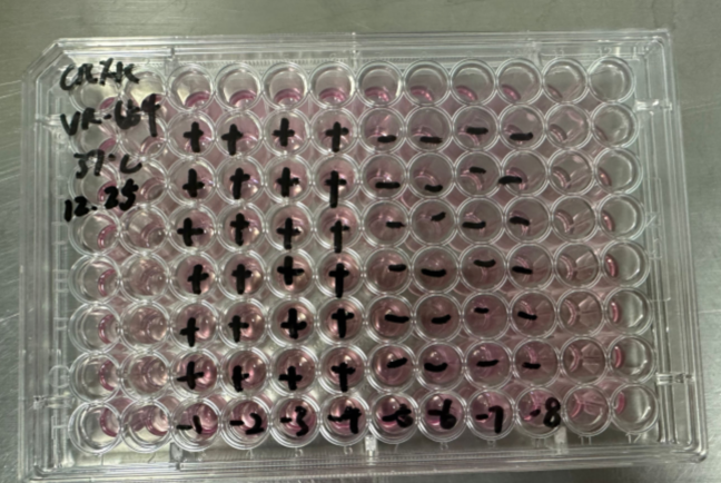 Feline picornavirus-BNCC