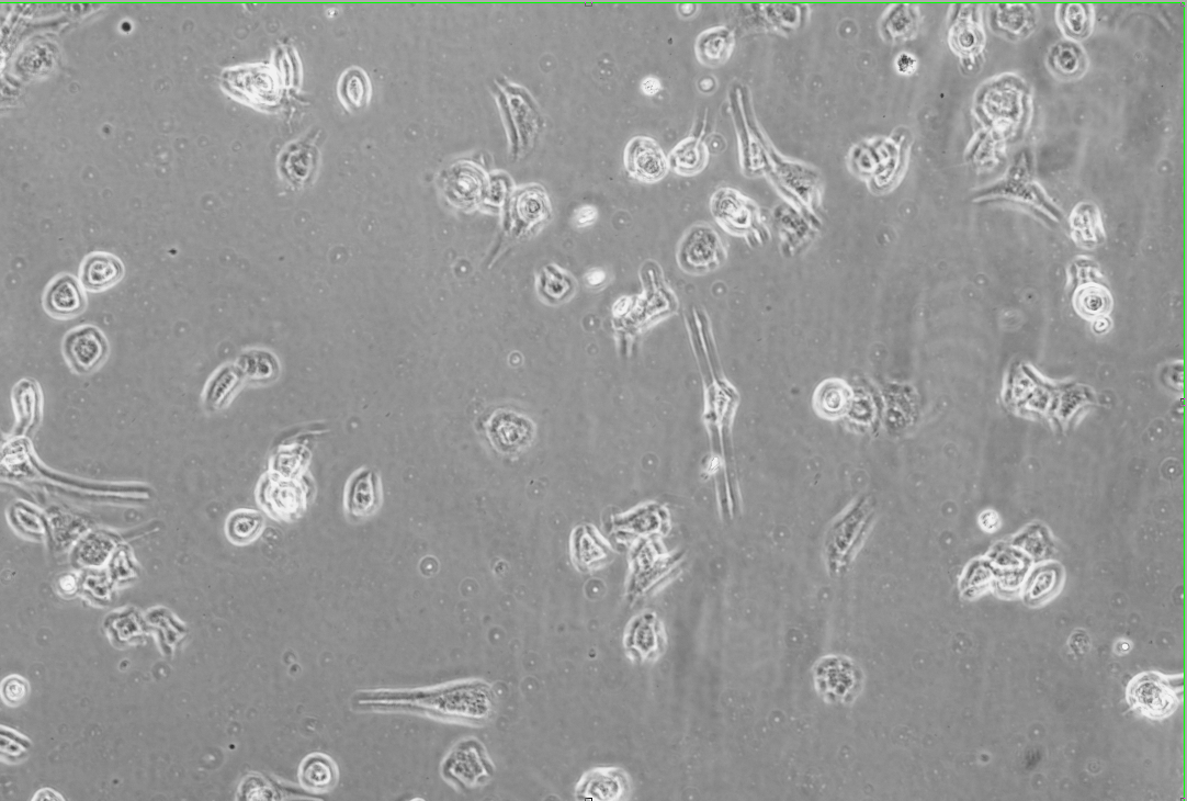 Enterovirus D68, High titer-BNCC