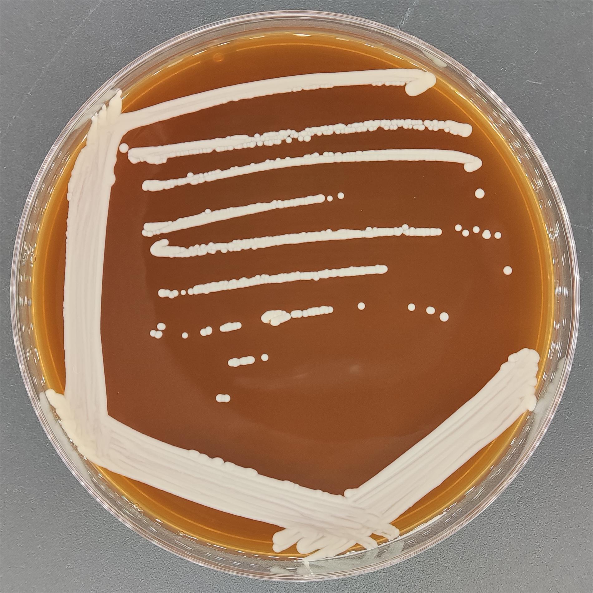 Candida albicans-BNCC