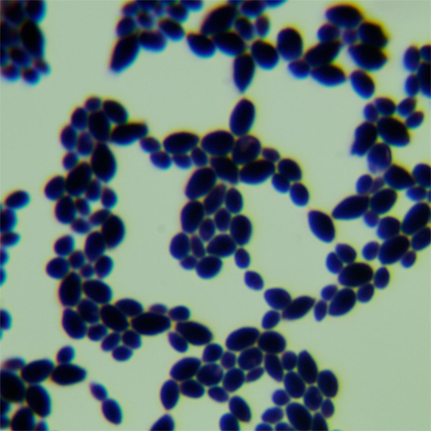 Candida albicans-BNCC