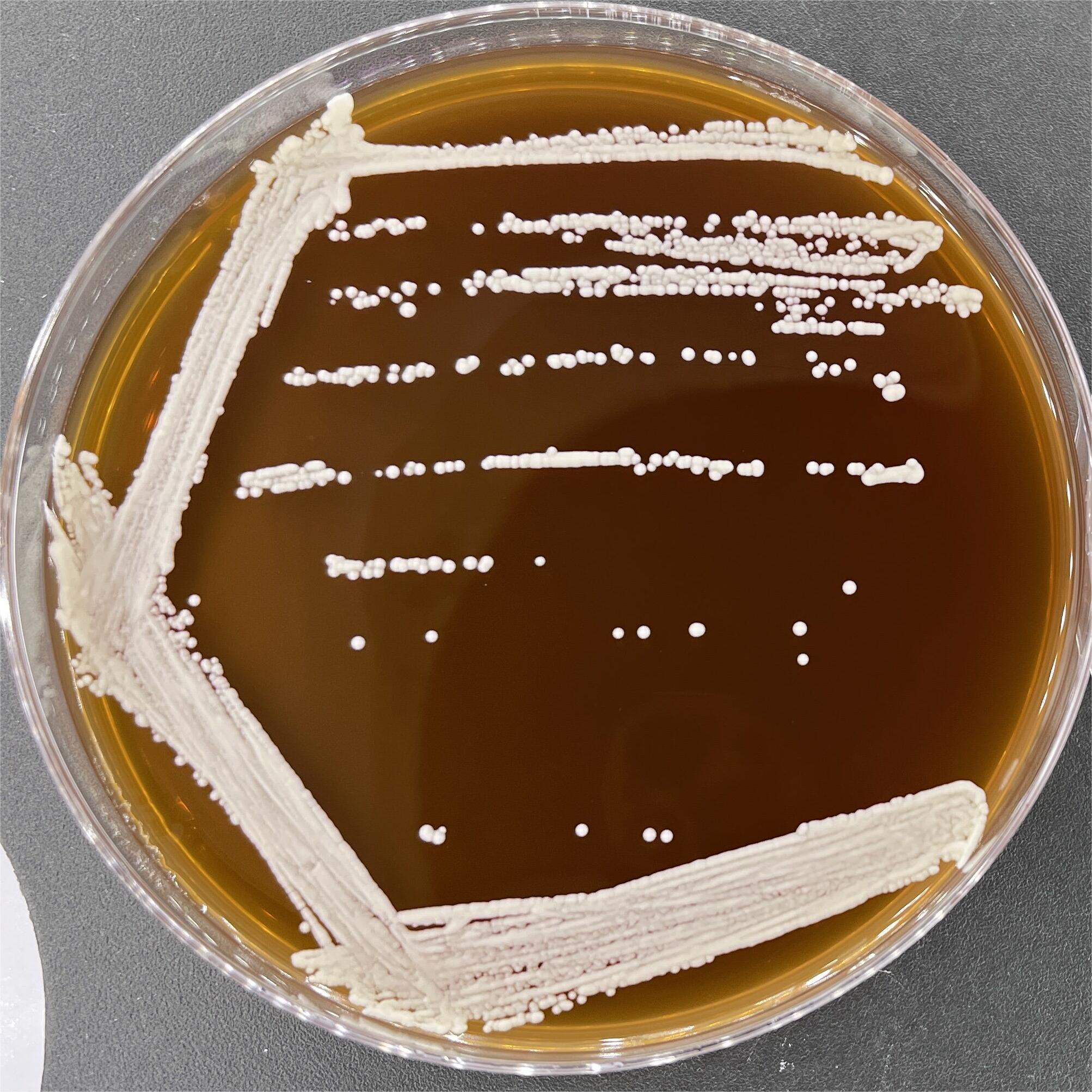 Candida albicans-BNCC