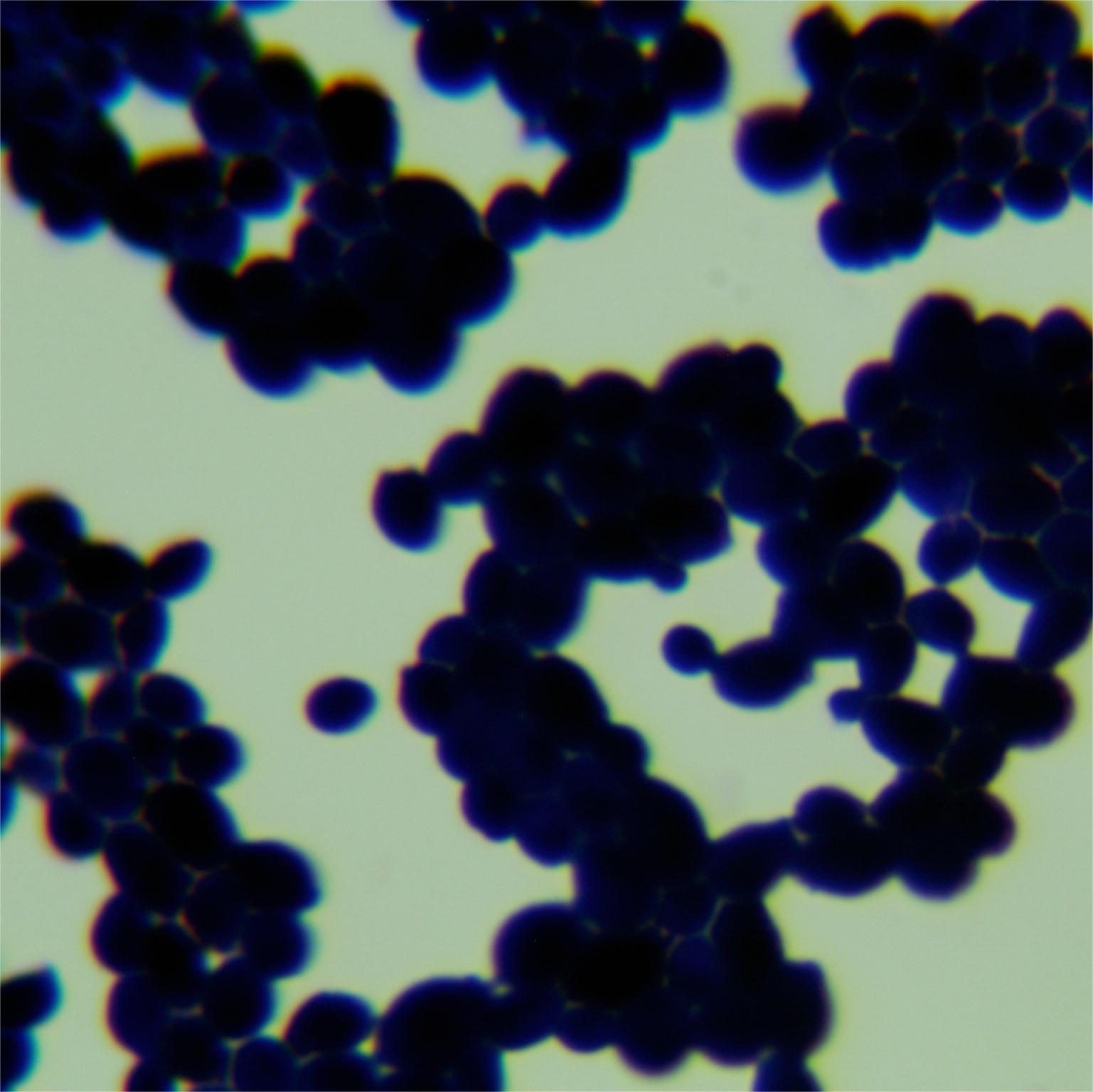 Candida albicans-BNCC