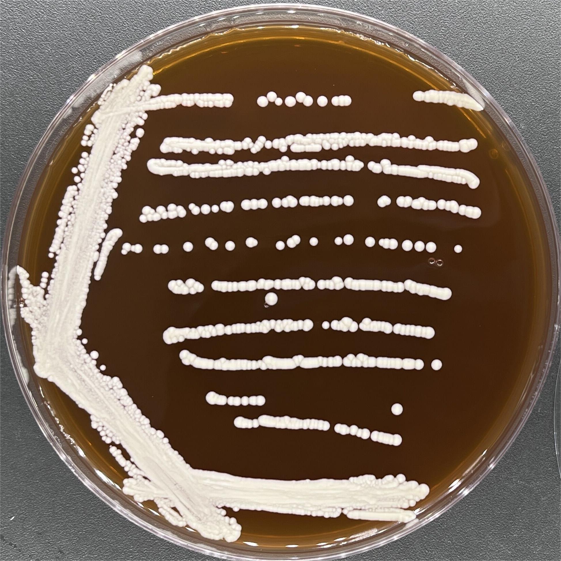 Candida albicans-BNCC