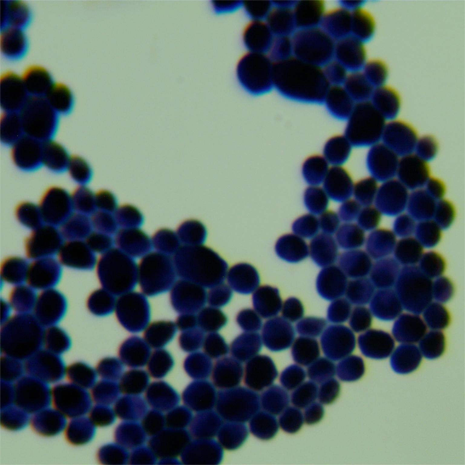Candida albicans-BNCC