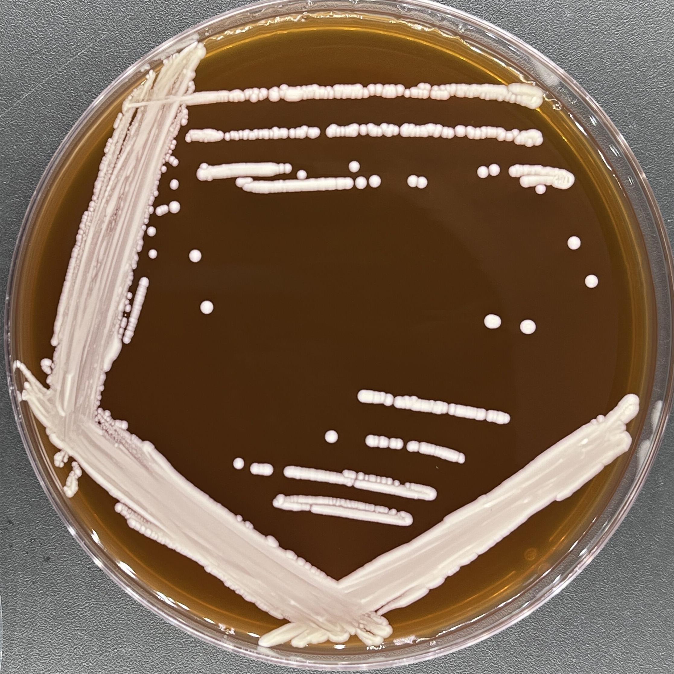 Candida albicans-BNCC