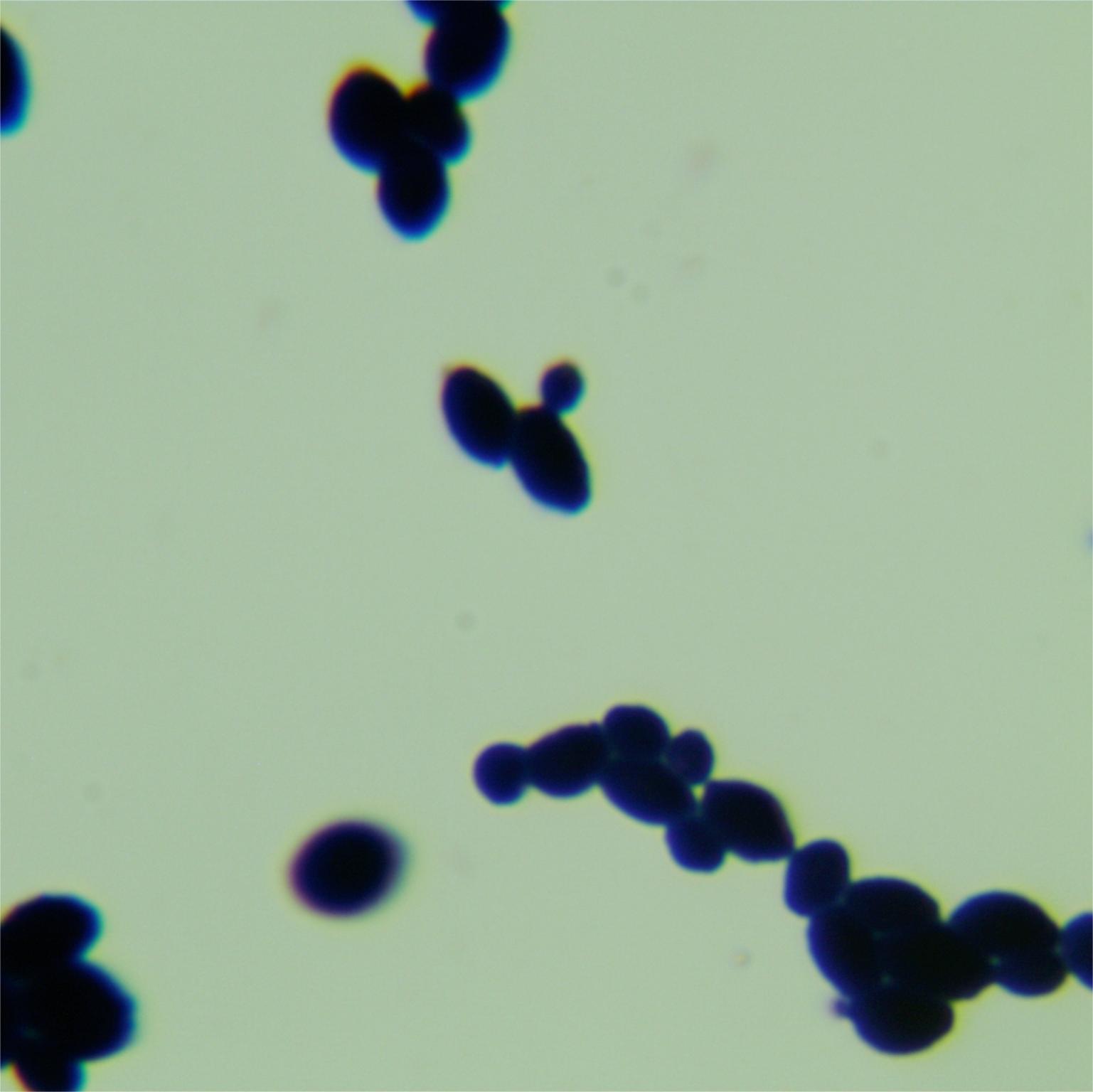 Candida albicans-BNCC