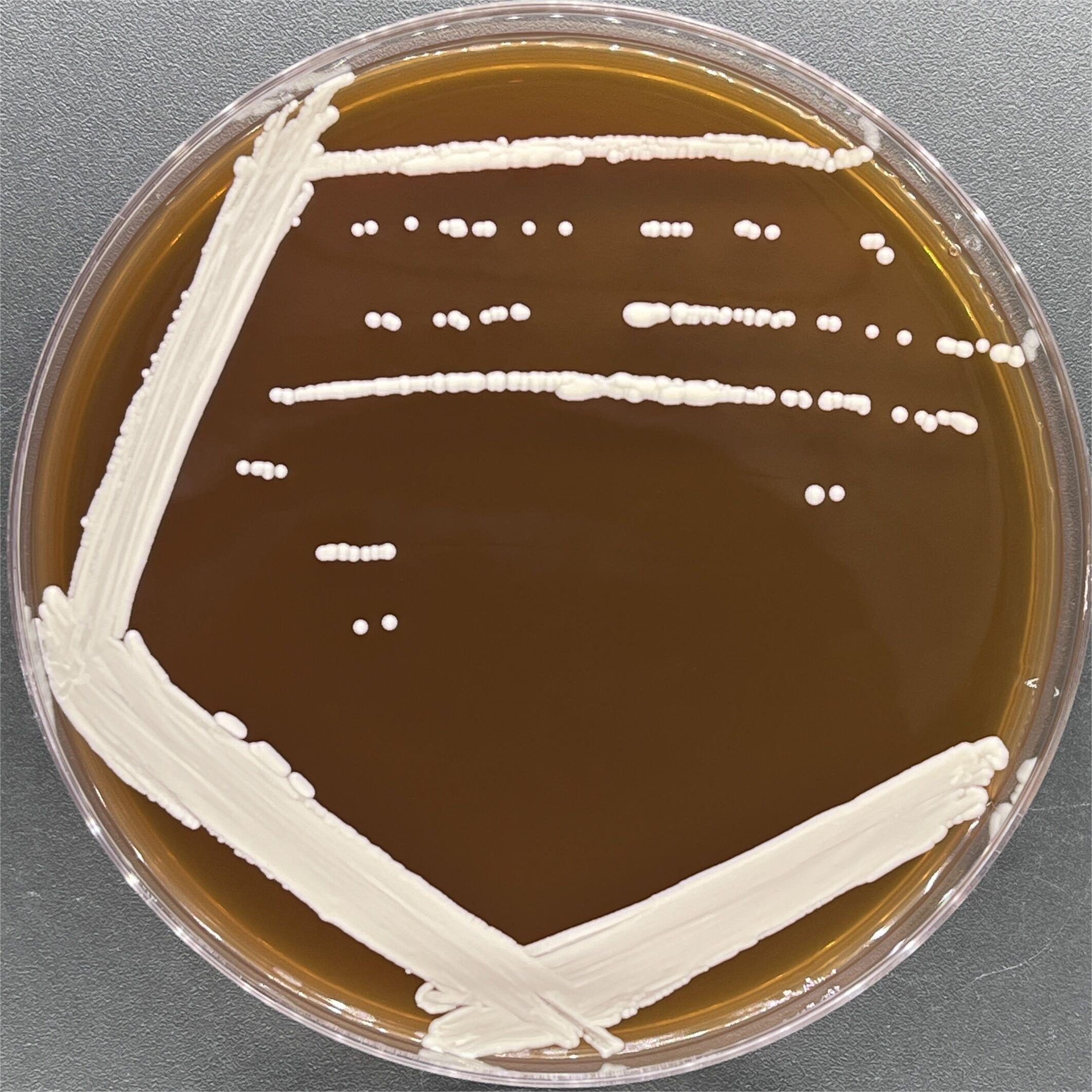 Candida albicans-BNCC