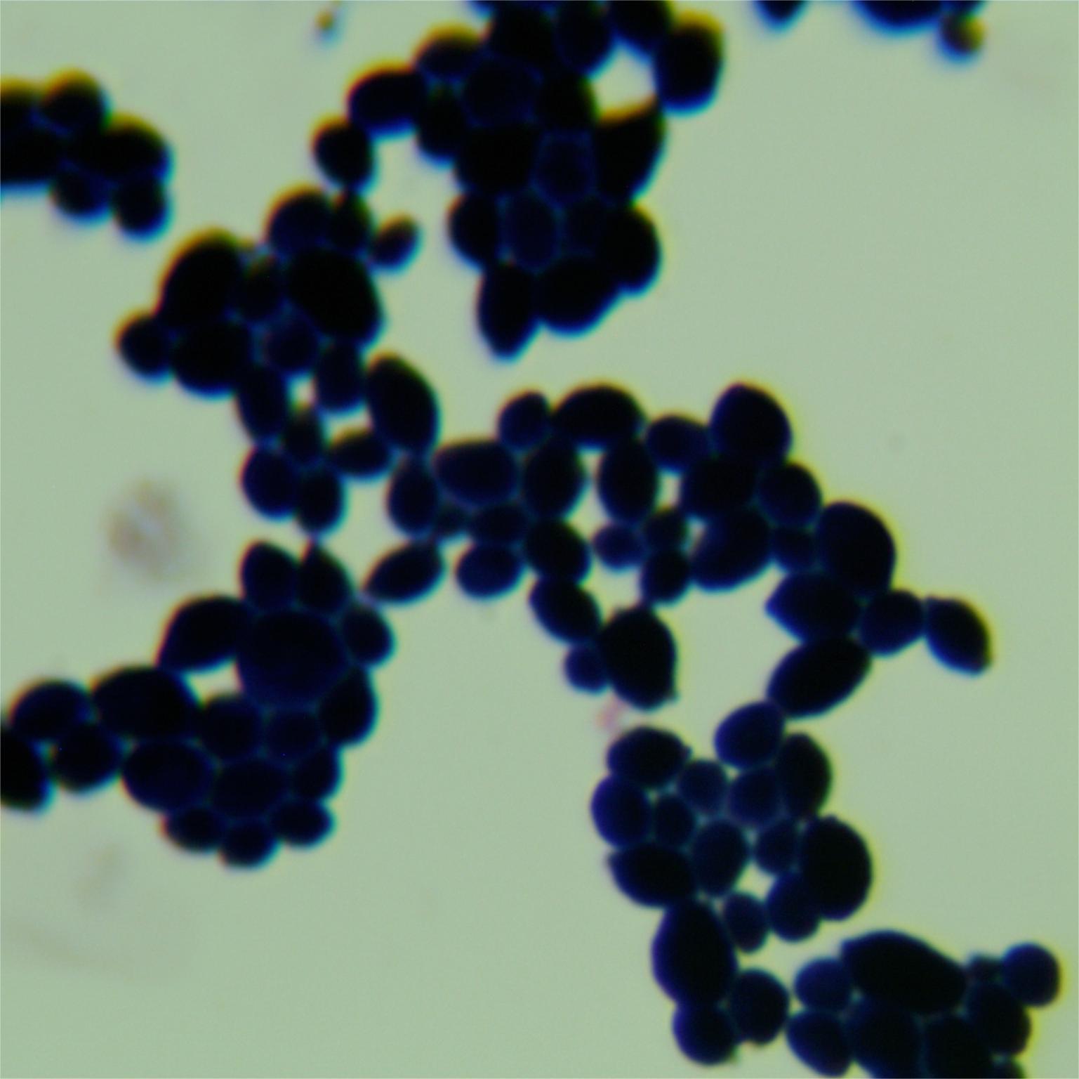 Candida albicans-BNCC
