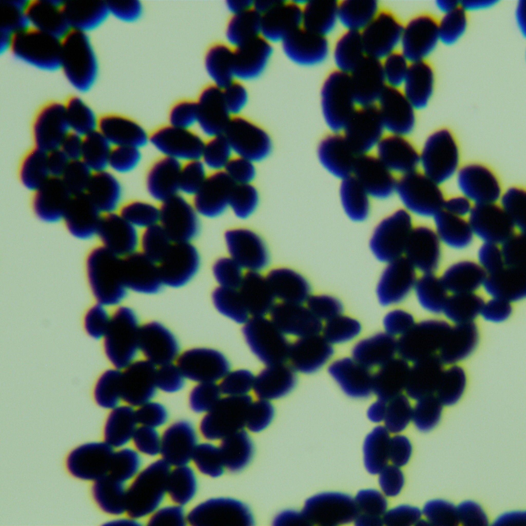 Candida albicans-BNCC