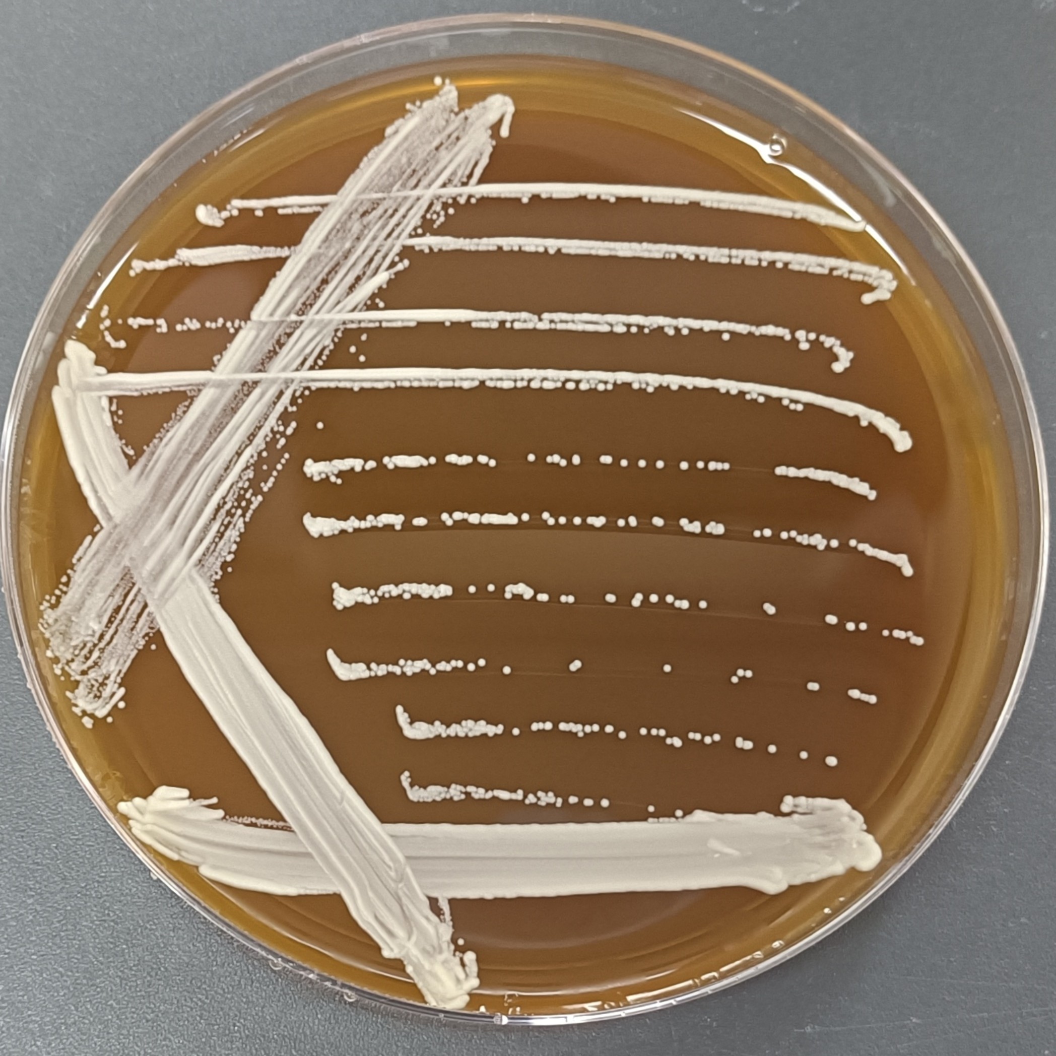 Candida albicans-BNCC