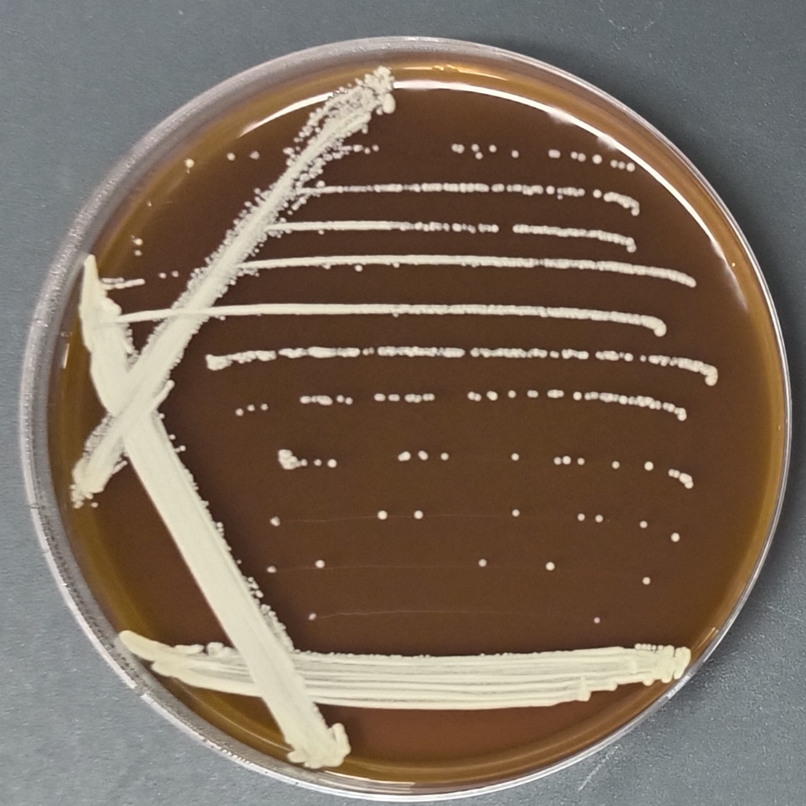 Candida albicans-BNCC