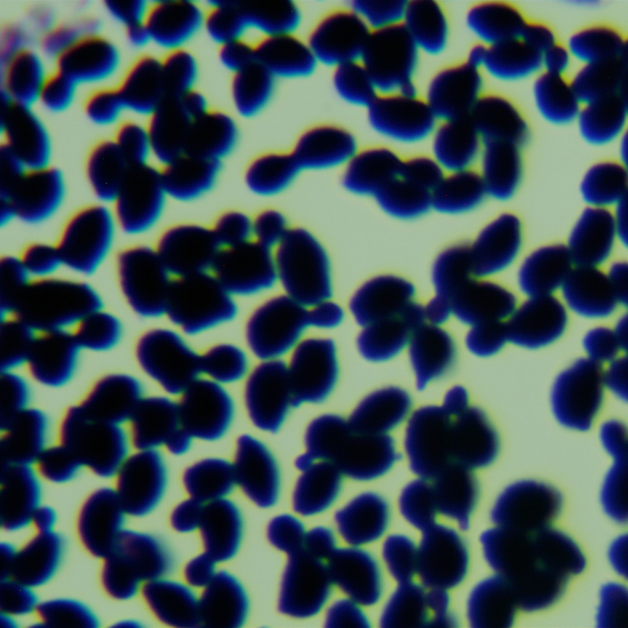 Candida albicans-BNCC