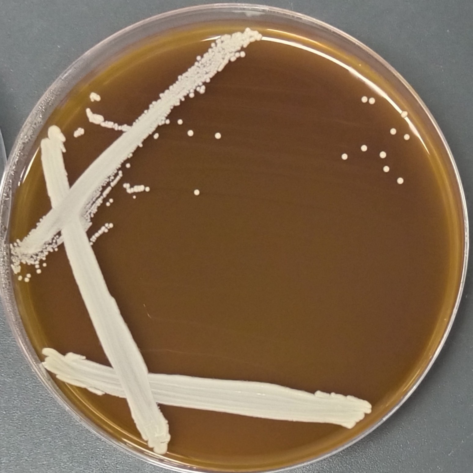 Candida albicans-BNCC