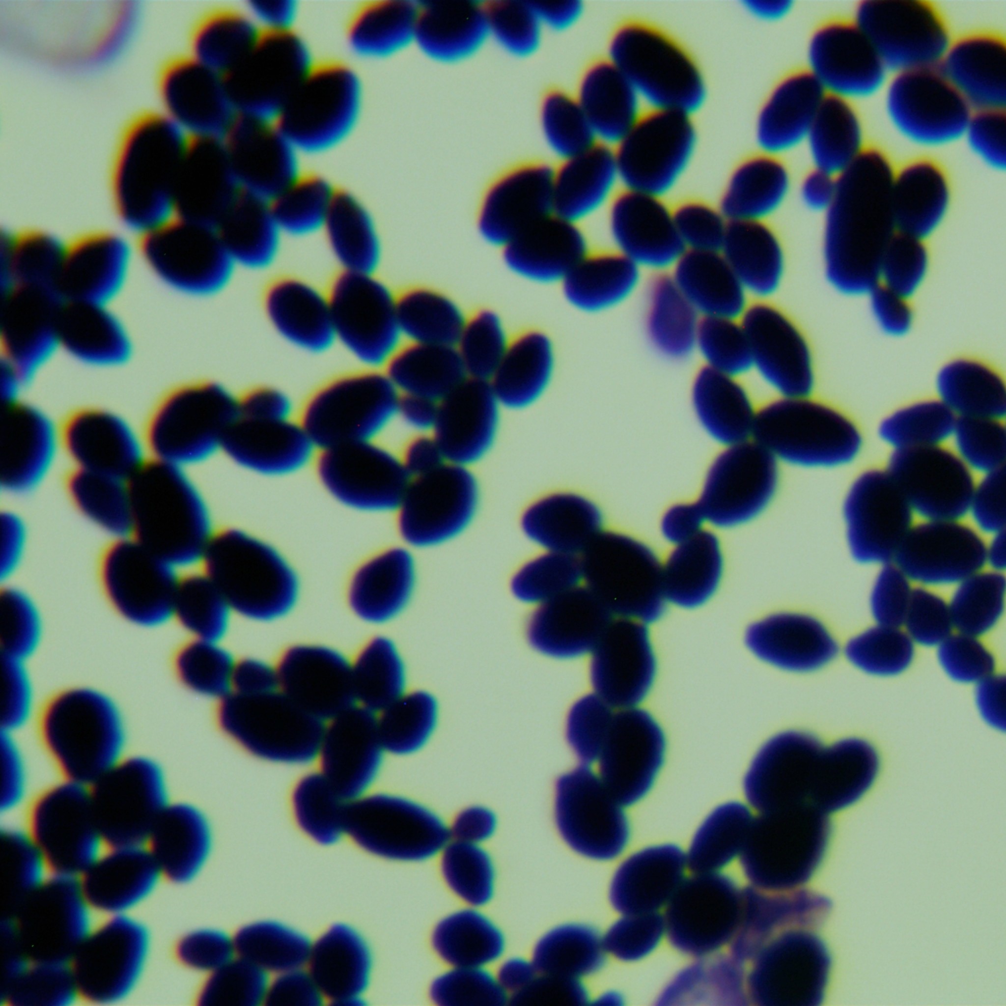 Candida albicans-BNCC