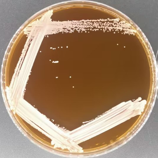 Candida albicans-BNCC