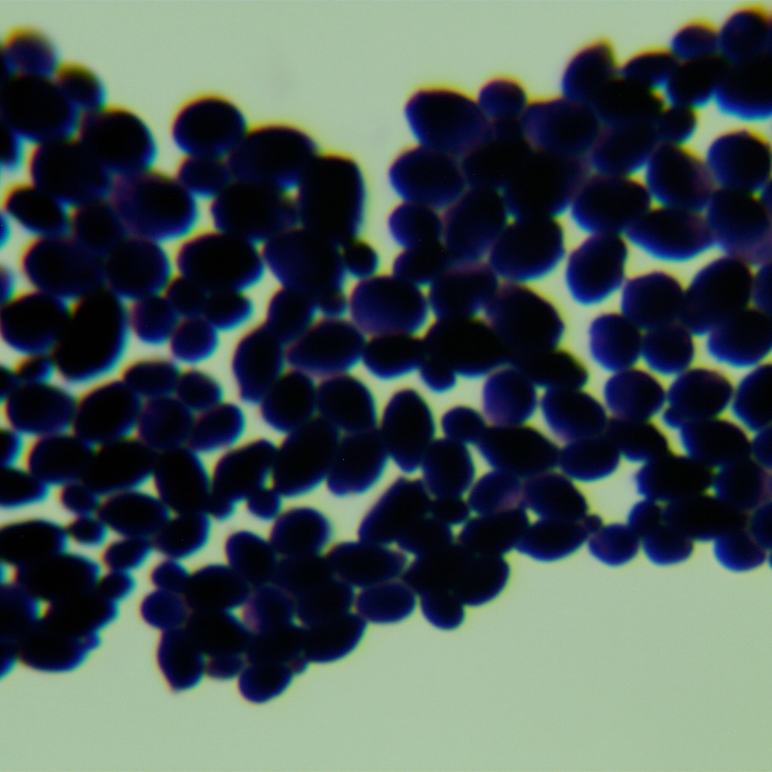 Candida albicans-BNCC