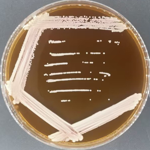 Candida albicans-BNCC