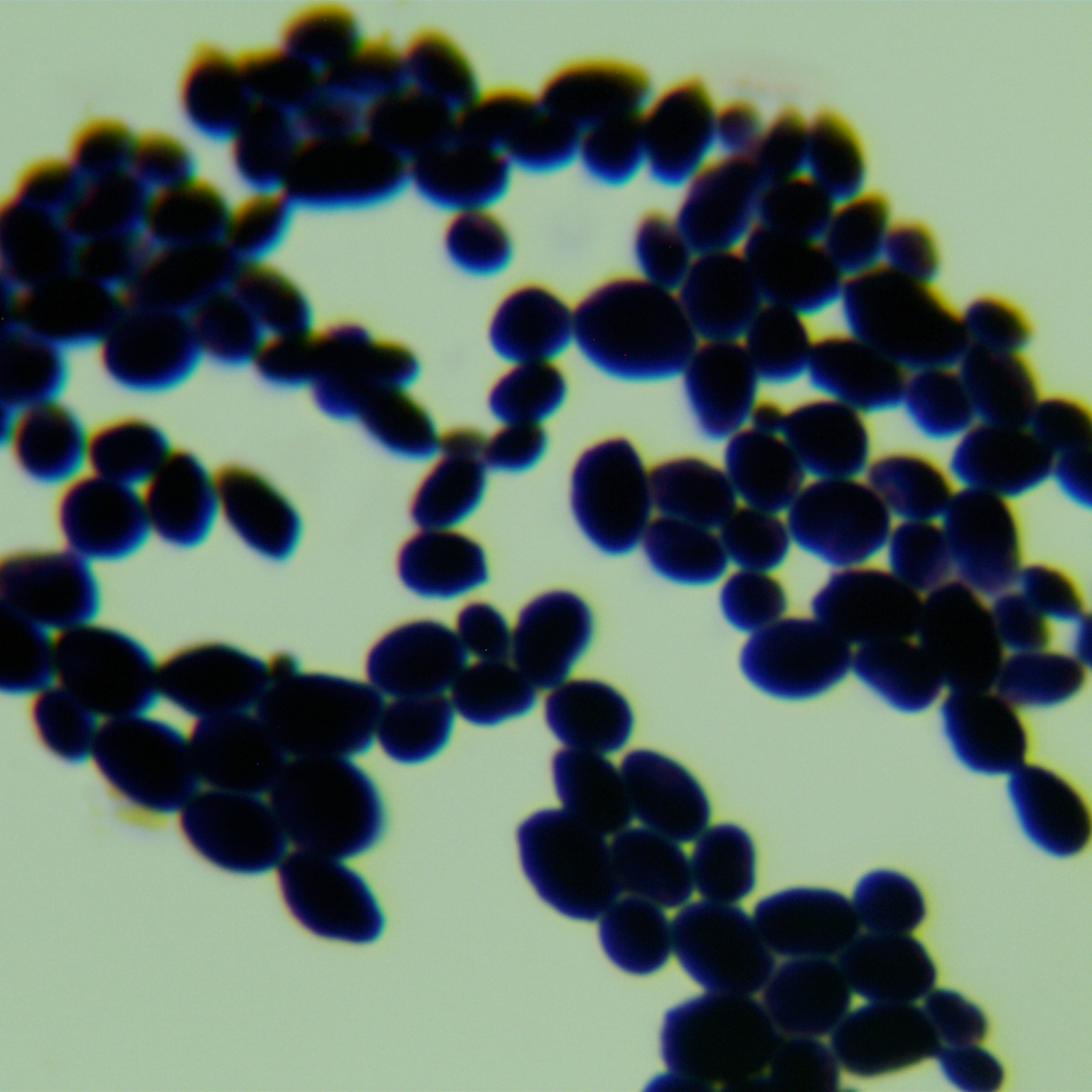 Candida albicans-BNCC