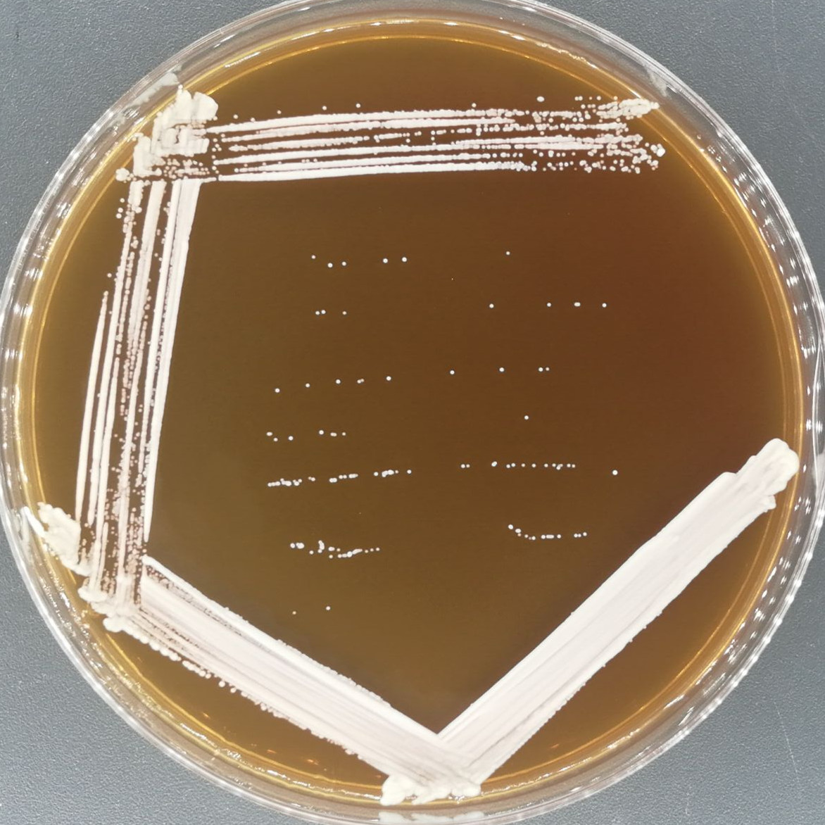 Candida albicans-BNCC