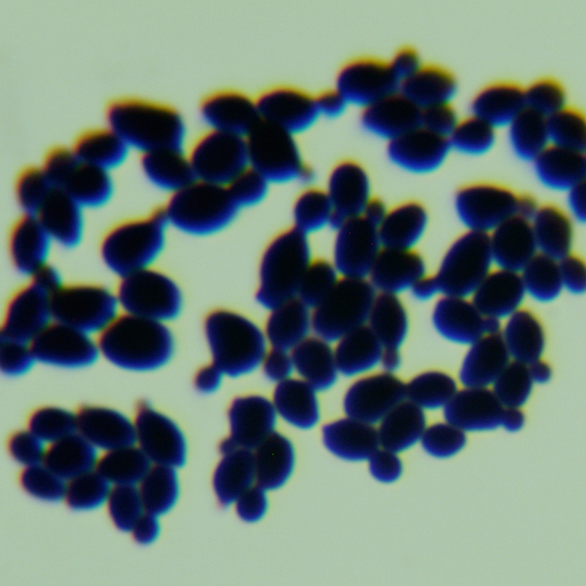 Candida albicans-BNCC