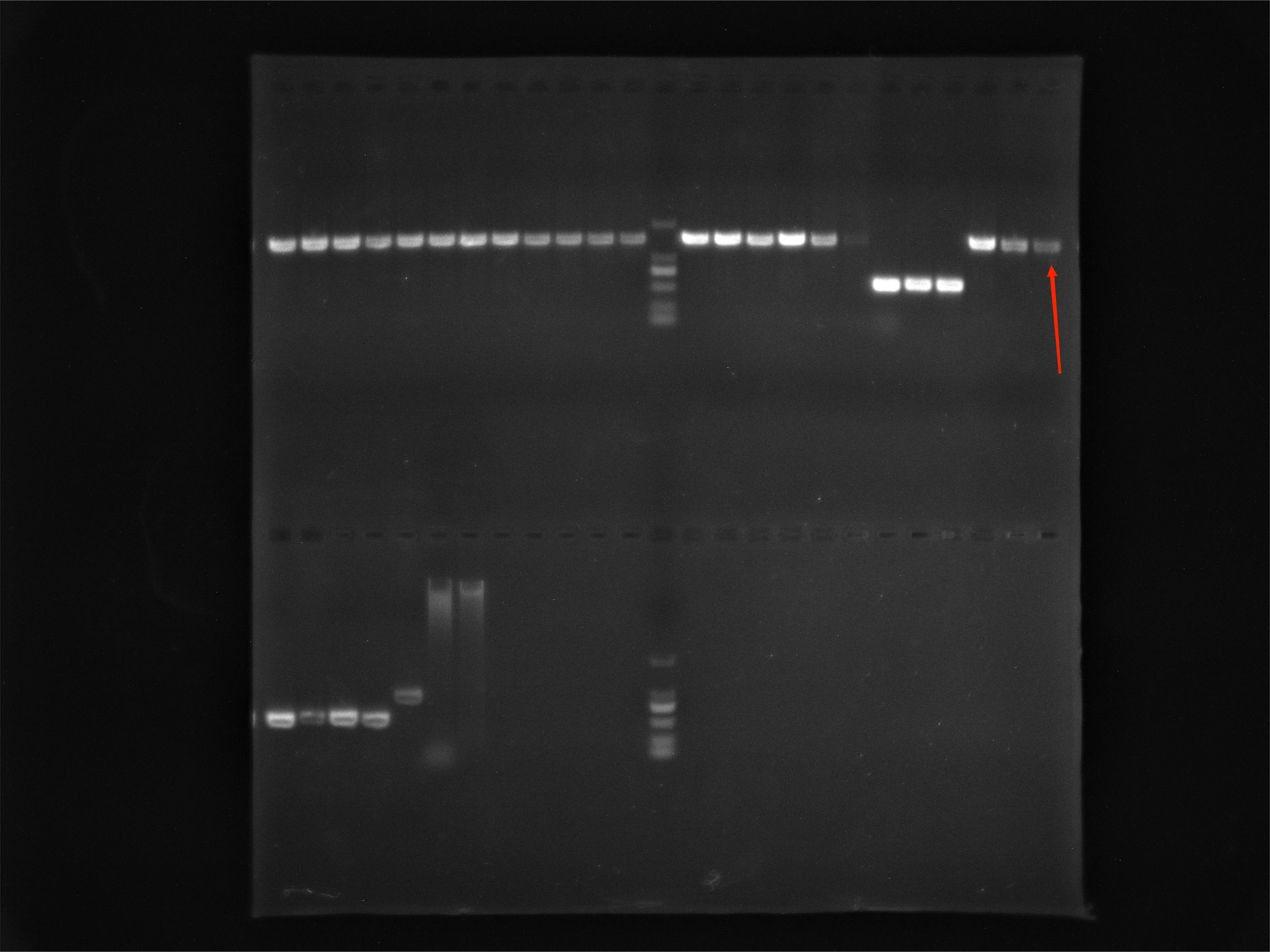 Reference substance for nucleic acid of Lactobacillus casei (Heat-inactivated) (strongly positive)-BNCC