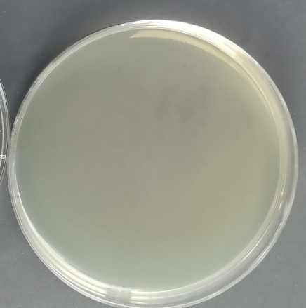 Reference substance for nucleic acid of Lactobacillus casei (Heat-inactivated) (strongly positive)-BNCC