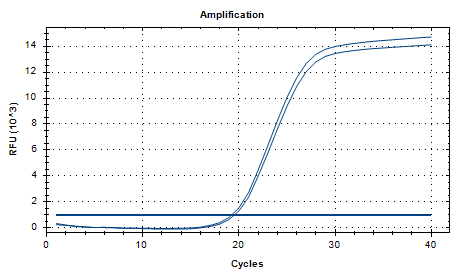 Actinobacillus muris DNA Standard-BNCC