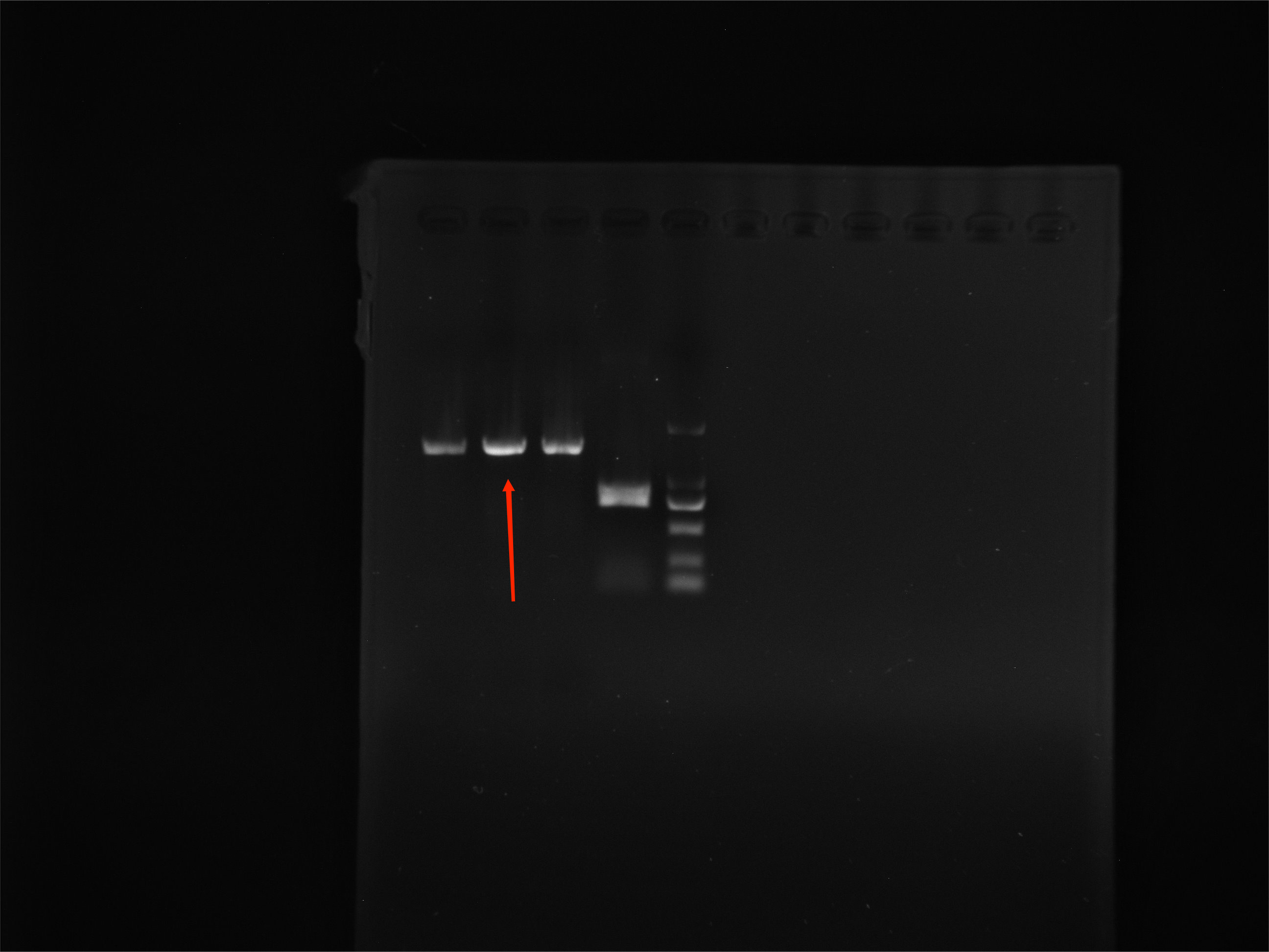 Reference substance for Porphyromonas asaccharolytica (Chemical inactivation) (strongly positive)-BNCC