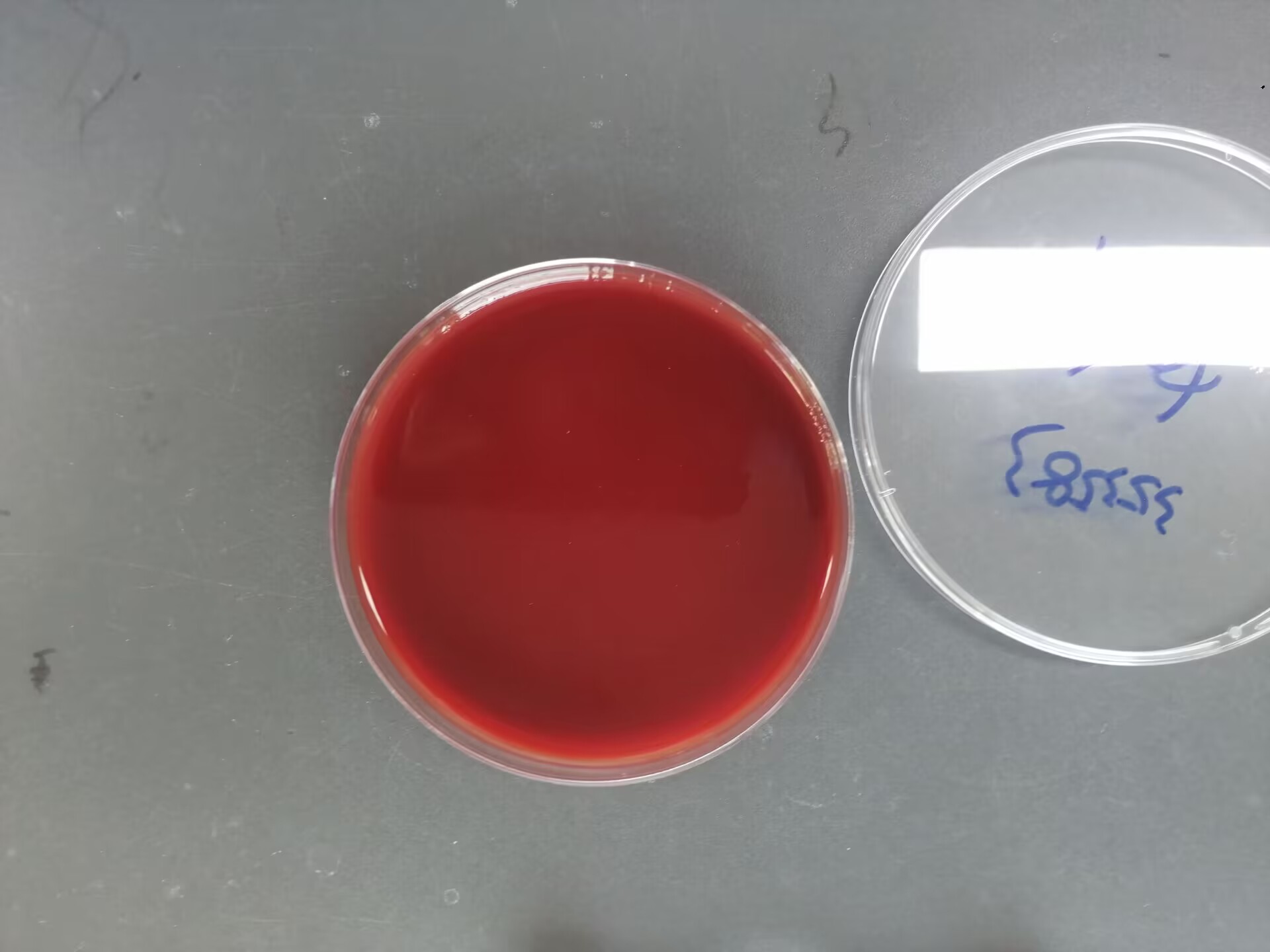Reference substance for Porphyromonas asaccharolytica (Chemical inactivation) (strongly positive)-BNCC