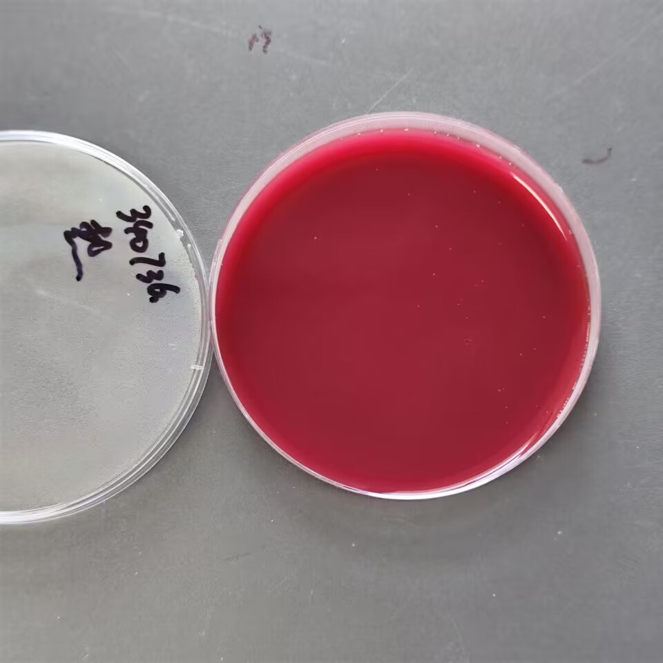 Sheep Brucella Nucleic Acid Reference Material (Thermally Inactivated) (Strong Positive)-BNCC