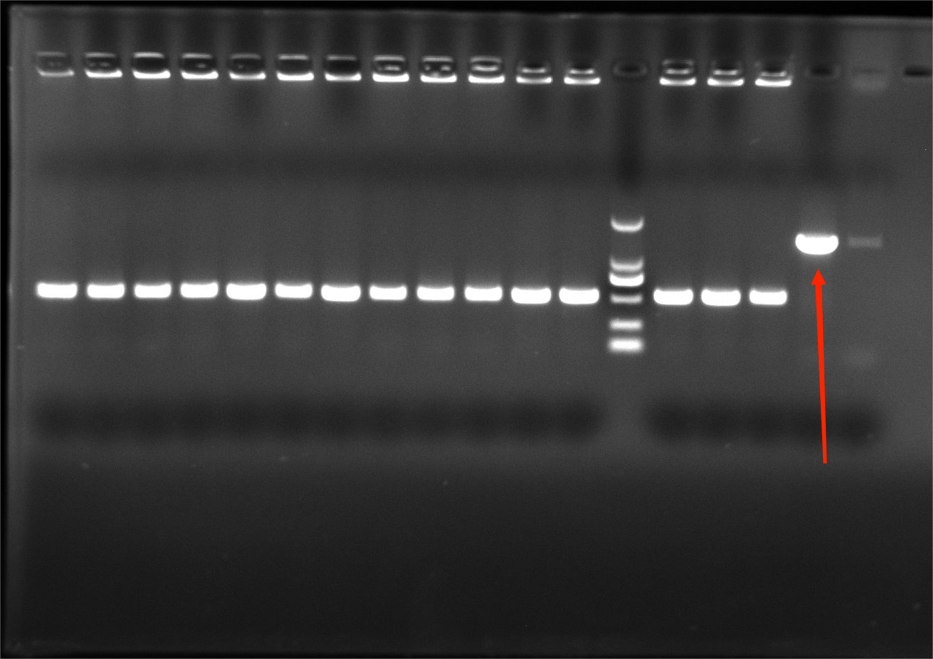 Sheep Brucella Nucleic Acid Reference Material (Thermally Inactivated) (Strong Positive)-BNCC